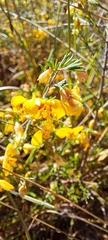Dillwynia tenuifolia