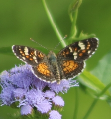 Phyciodes picta