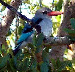 Halcyon senegaloides