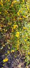 Dillwynia tenuifolia