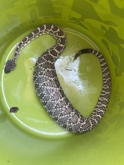 Crotalus oreganus helleri