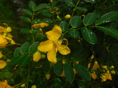 Senna
