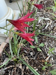 Zephyranthes bifida