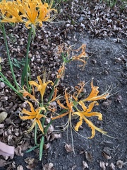 Lycoris aurea