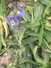 Veronica gentianoides