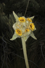 Espeletia congestiflora