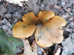 Hygrocybe conica