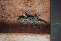 Tarentola mauritanica
