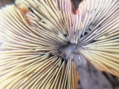 Hygrocybe conica