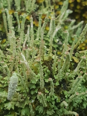 Cladonia fimbriata