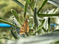 Udea profundalis
