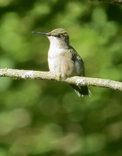 Ruby-throated Hummingbird photographed in New York