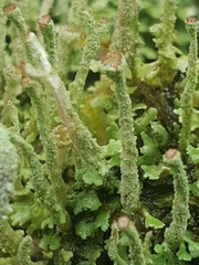 Cladonia fimbriata