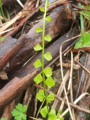 Asplenium flabellifolium
