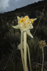 Espeletia congestiflora