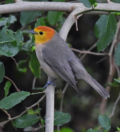 Orange-headed Tanager (Thlypopsis sordida), photo 6