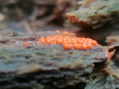 Hemitrichia decipiens