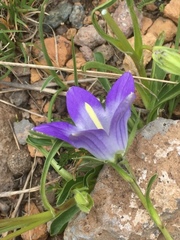 Campanula tridentata