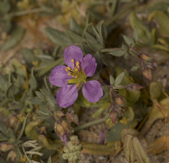 Fagonia chilensis