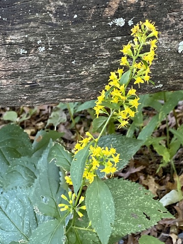 Solidago flexicaulis