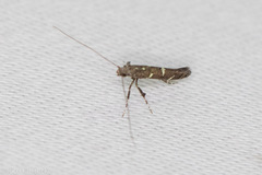 Caloptilia triadicae