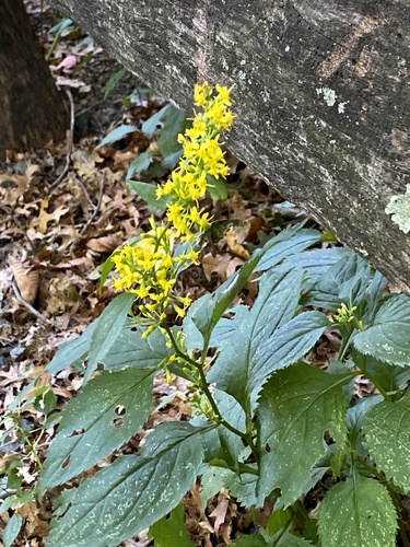 Solidago flexicaulis