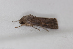 Spodoptera frugiperda