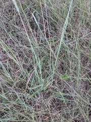 Bothriochloa barbinodis