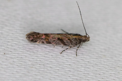 Aristotelia rubidella