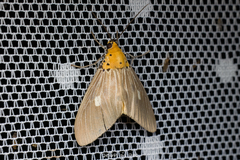 Asota plaginota