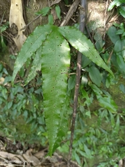 Leptochilus ellipticus