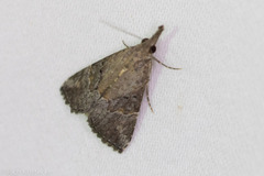 Hypena minualis