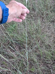Bothriochloa barbinodis