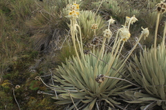 Espeletia congestiflora