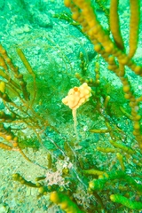 Pyura gibbosa