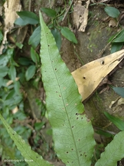 Leptochilus ellipticus