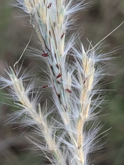 Bothriochloa barbinodis