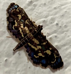 Eurrhyparodes splendens
