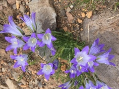 Campanula tridentata