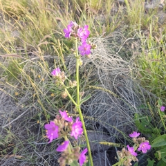 Mirabilis viscosa