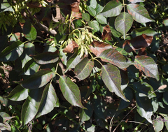Fraxinus chinensis
