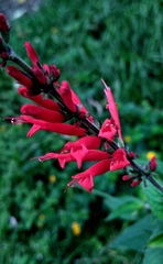 Salvia cinnabarina