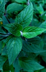 Salvia cinnabarina