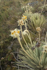 Espeletia congestiflora