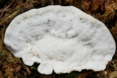 Tyromyces galactinus