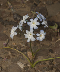 Zephyra elegans