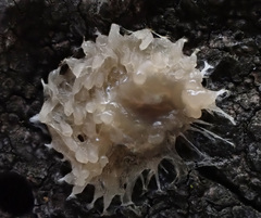 Tremella fuciformis