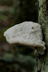 Tyromyces galactinus