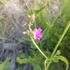 Mirabilis viscosa