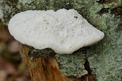 Tyromyces galactinus